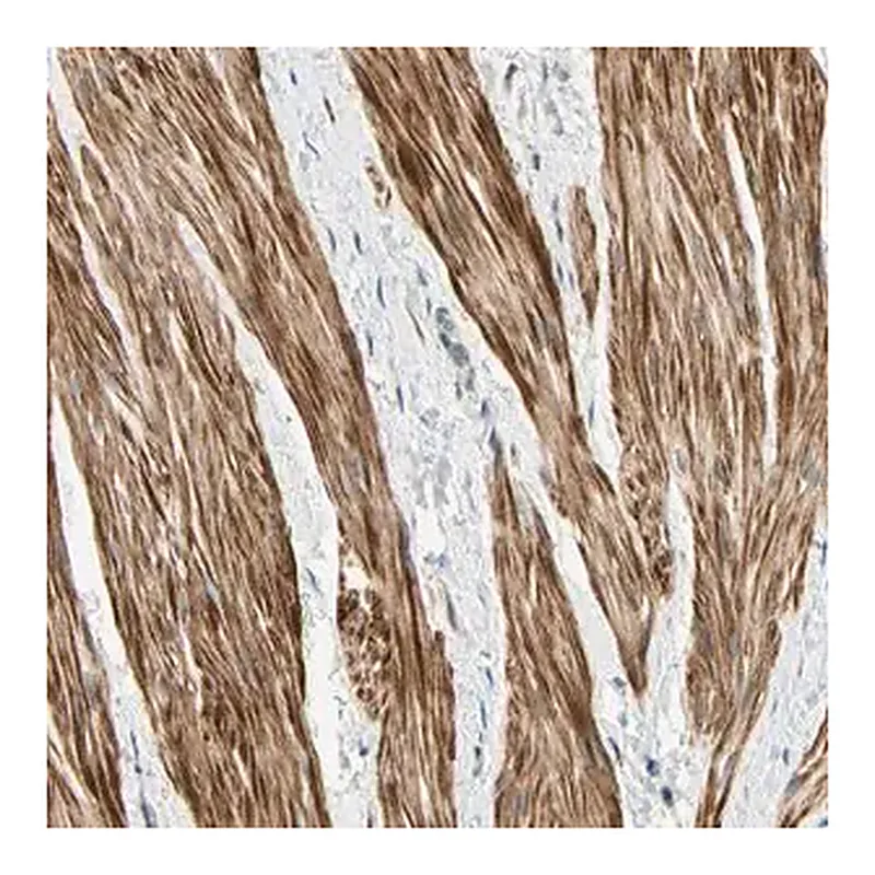 Merck Anti-P4HA3 antibody produced in rabbit