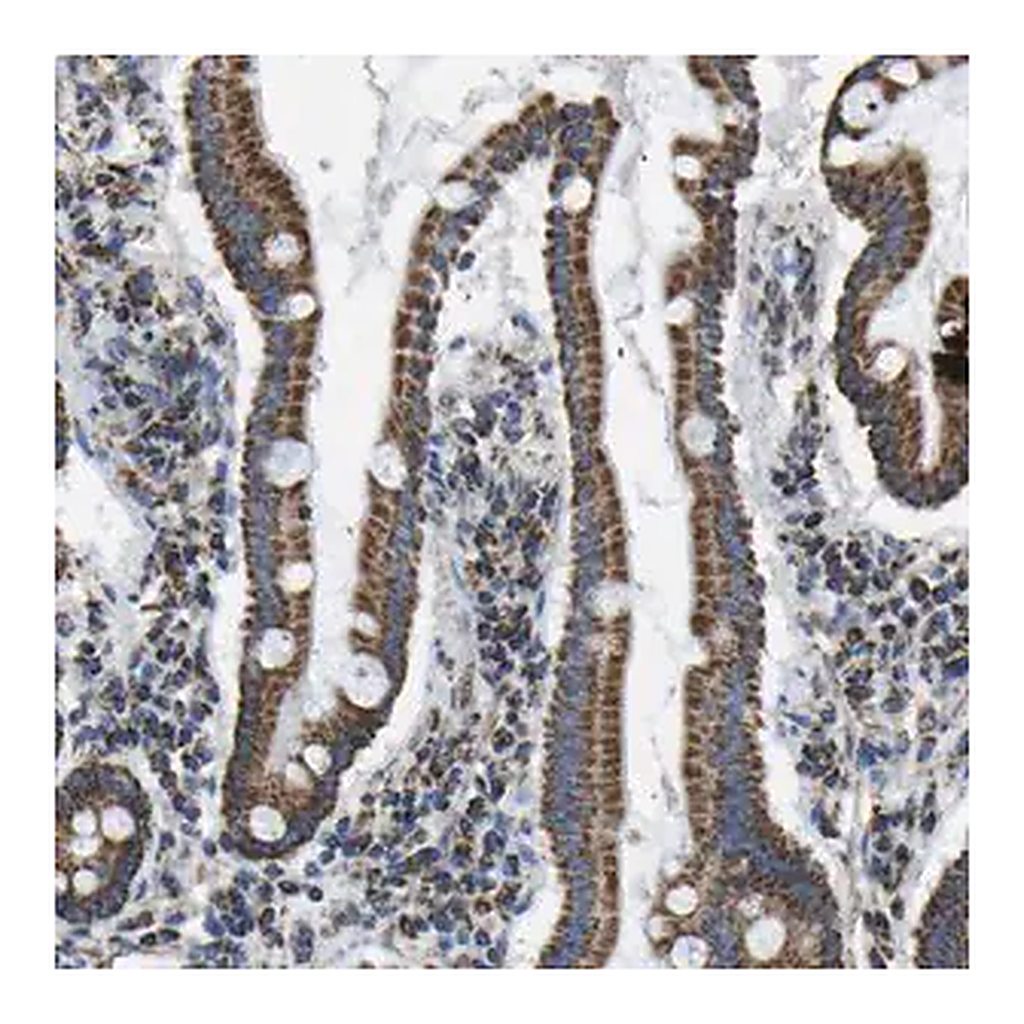 Merck Anti-IRX6 antibody produced in rabbit