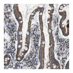 Merck Anti-IRX6 antibody produced in rabbit