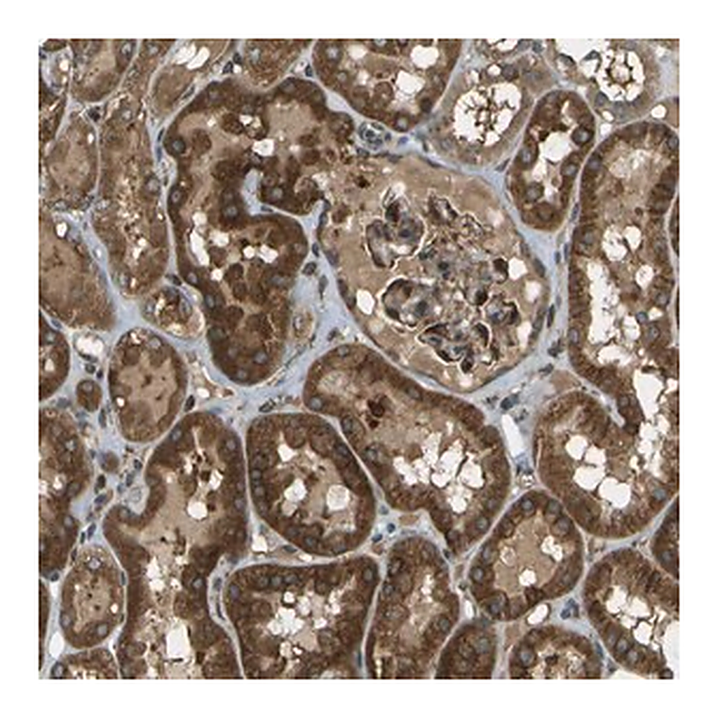 Merck Anti-TMTC1 antibody produced in rabbit