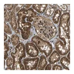 Merck Anti-TMTC1 antibody produced in rabbit