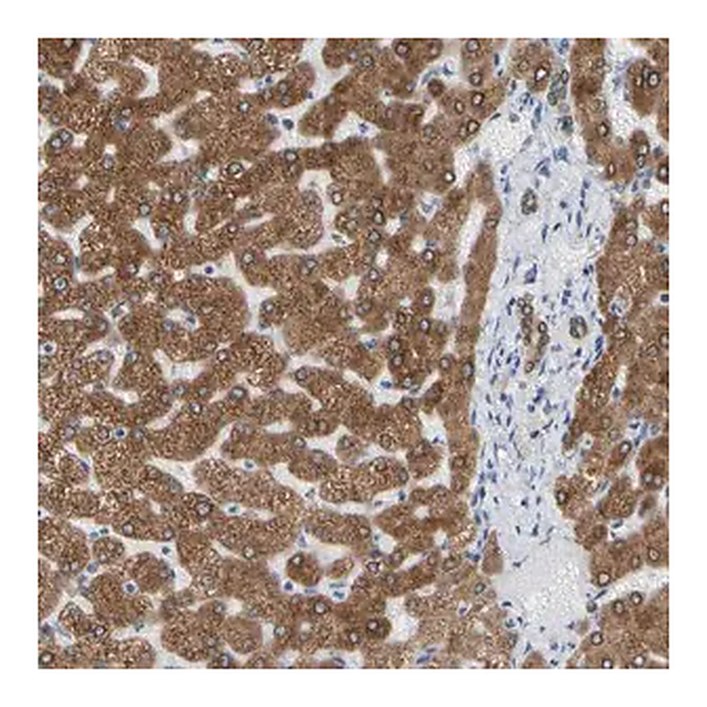 Merck Anti-ERLIN1 antibody produced in rabbit