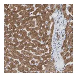 Merck Anti-ERLIN1 antibody produced in rabbit