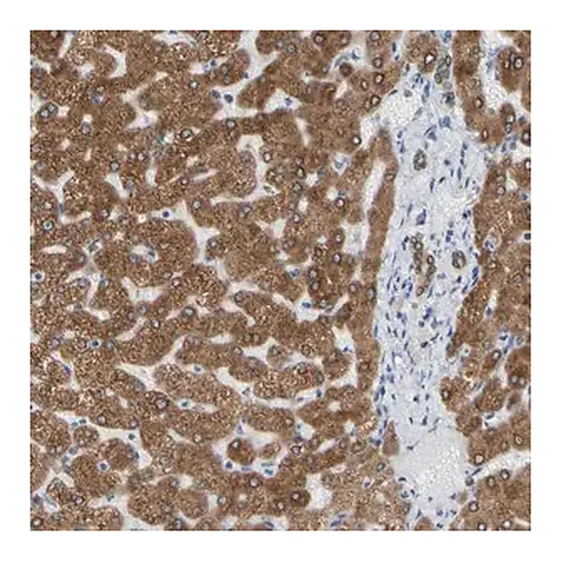 Merck Anti-ERLIN1 antibody produced in rabbit