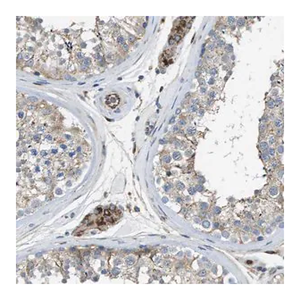 Merck Anti-CLCN2 antibody produced in rabbit