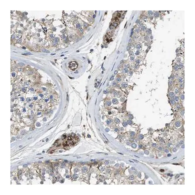 Merck Anti-CLCN2 antibody produced in rabbit