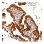 Merck Anti-KIAA1551 antibody produced in rabbit