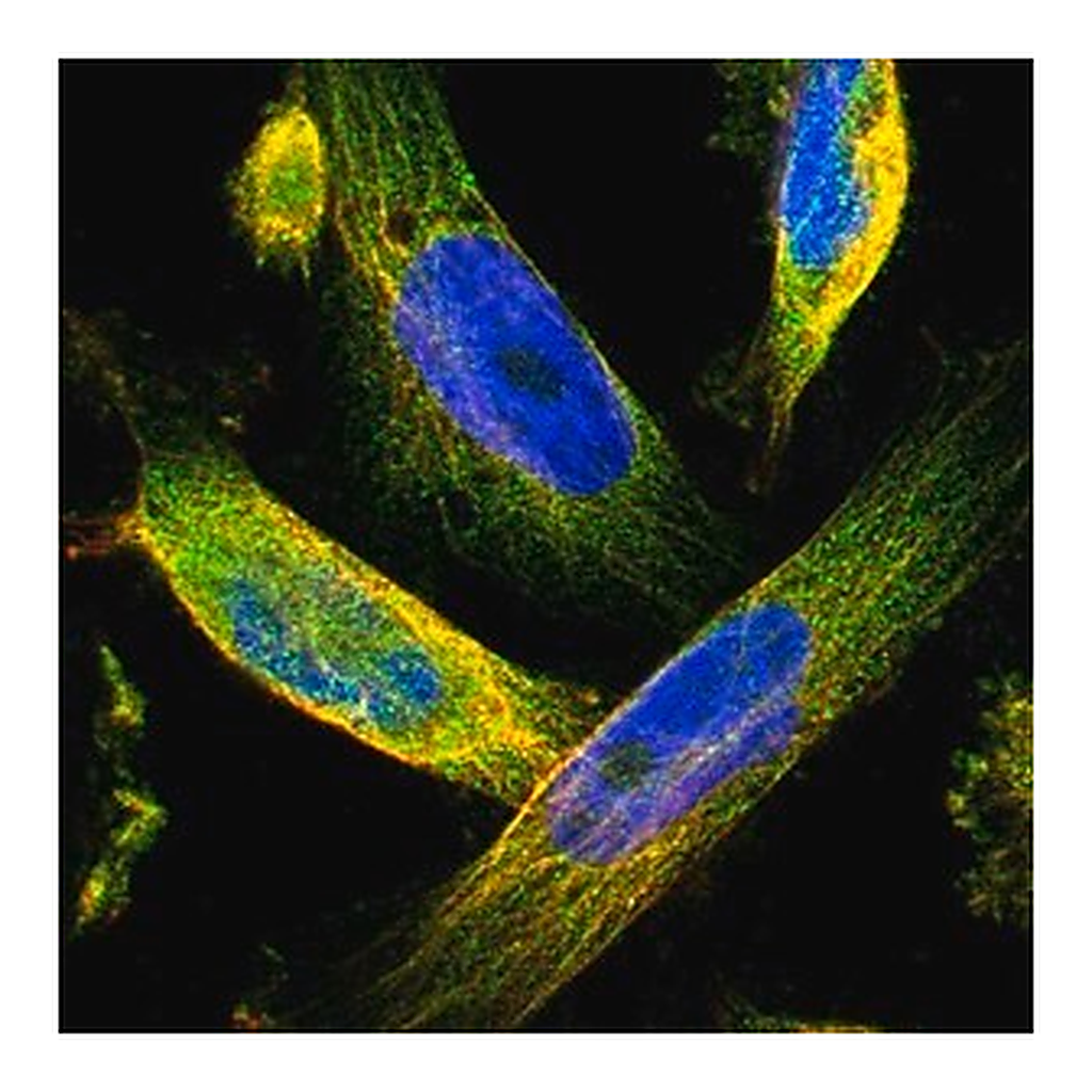 Merck Anti-TMEM132C antibody produced in rabbit
