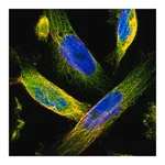 Merck Anti-TMEM132C antibody produced in rabbit