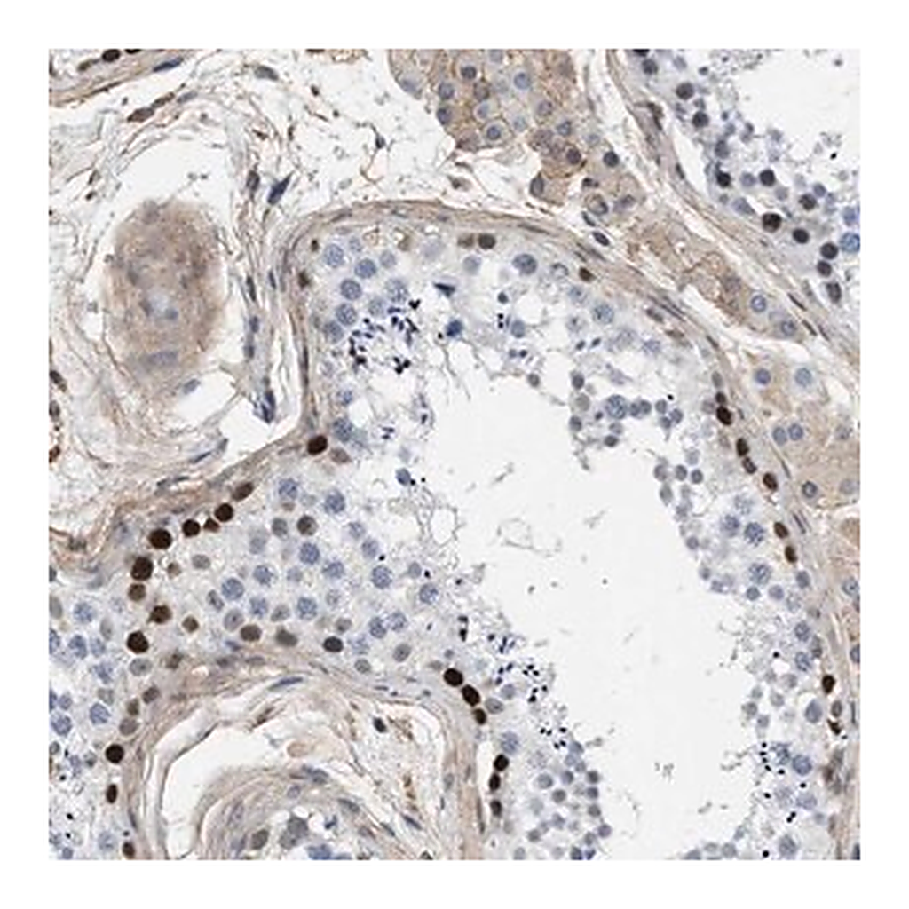 Merck Anti-MAS1L antibody produced in rabbit