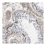 Merck Anti-MAS1L antibody produced in rabbit