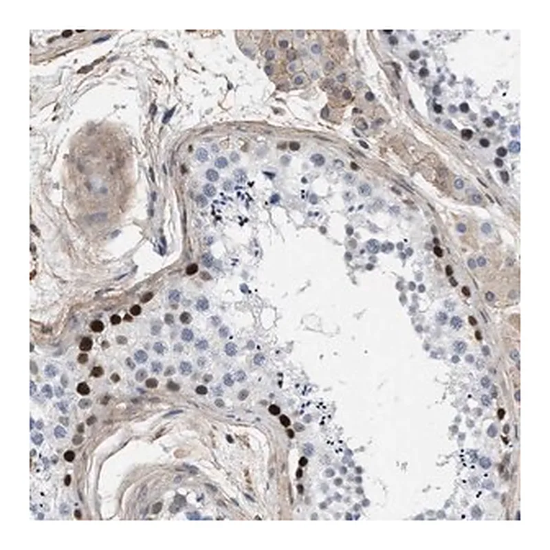 Merck Anti-MAS1L antibody produced in rabbit