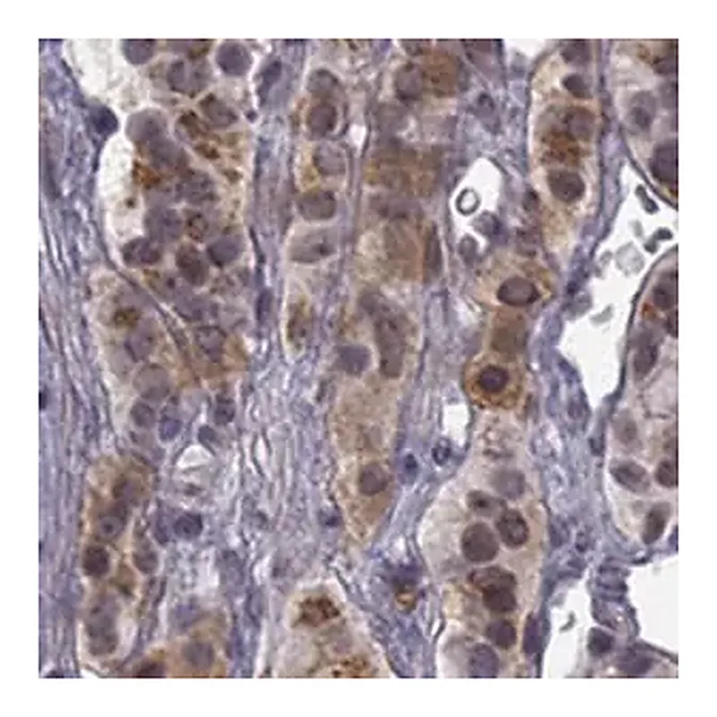 Merck Anti-CHST8 antibody produced in rabbit