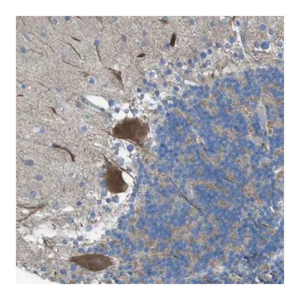 Merck Anti-TMEM41B antibody produced in rabbit
