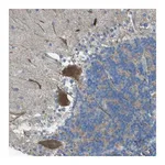 Merck Anti-TMEM41B antibody produced in rabbit