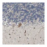 Merck Anti-TMEM200A antibody produced in rabbit