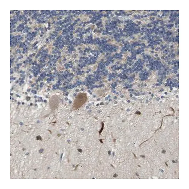 Merck Anti-TMEM200A antibody produced in rabbit