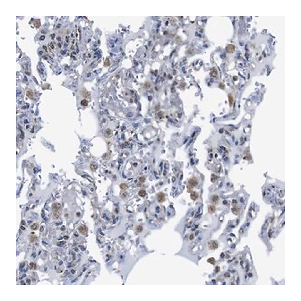 Merck Anti-PDCD1LG2 antibody produced in rabbit