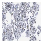 Merck Anti-PDCD1LG2 antibody produced in rabbit