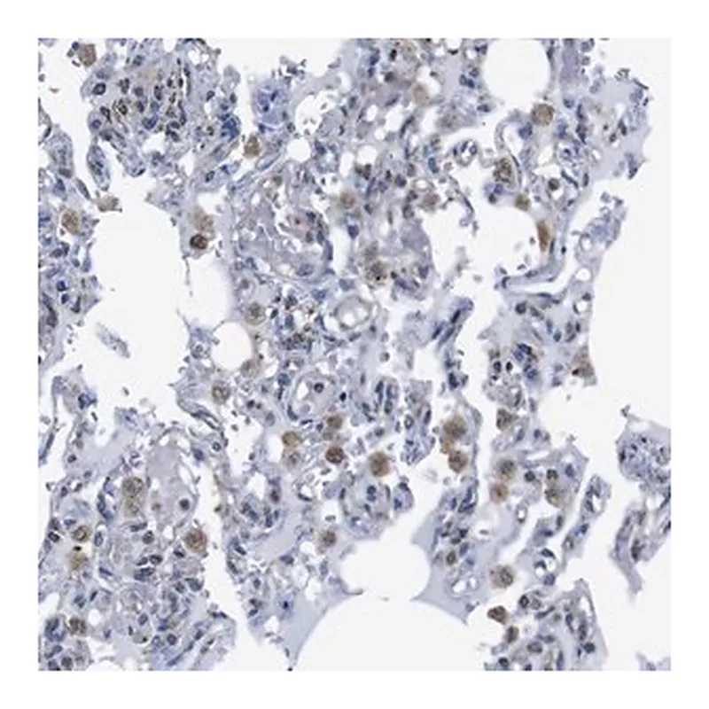 Merck Anti-PDCD1LG2 antibody produced in rabbit