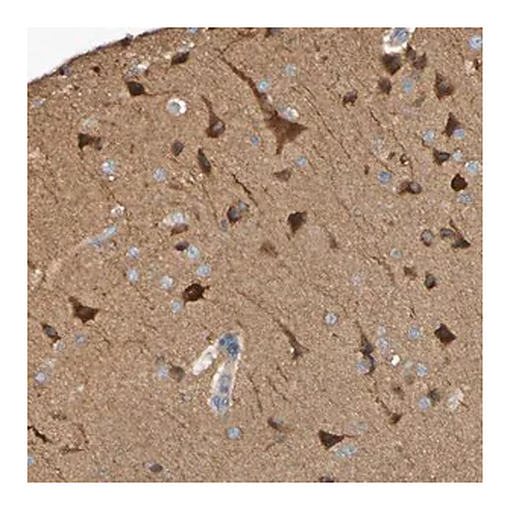Merck Anti-SCRG1 antibody produced in rabbit