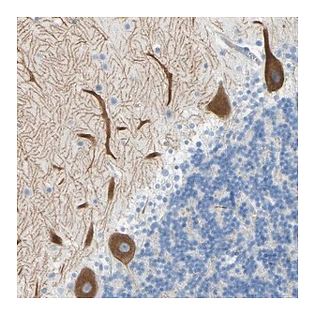 Merck Anti-FRMD4B antibody produced in rabbit