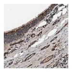 Merck Anti-NME6 antibody produced in rabbit