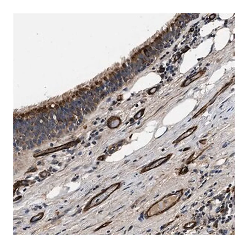 Merck Anti-NME6 antibody produced in rabbit
