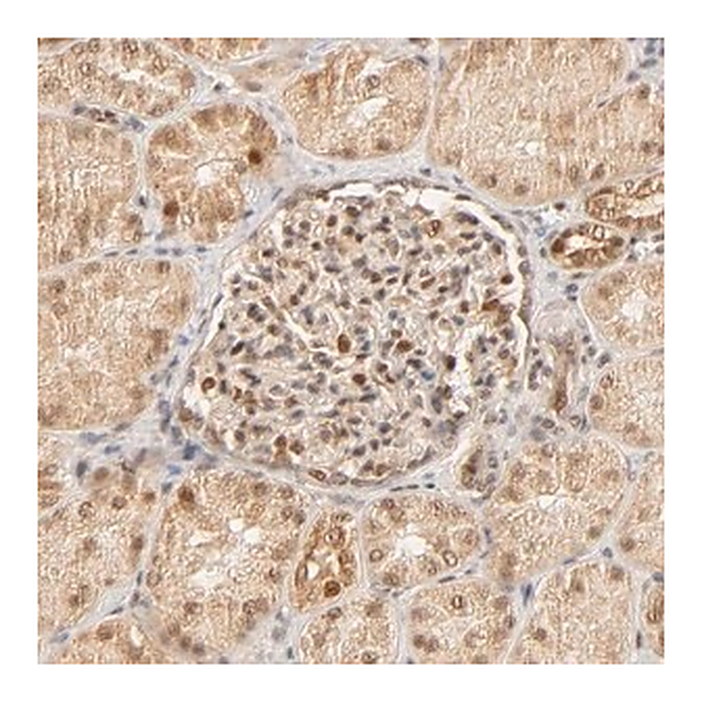 Merck Anti-TAF10 antibody produced in rabbit