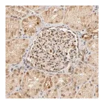 Merck Anti-TAF10 antibody produced in rabbit