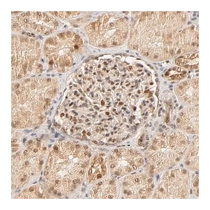 Merck Anti-TAF10 antibody produced in rabbit