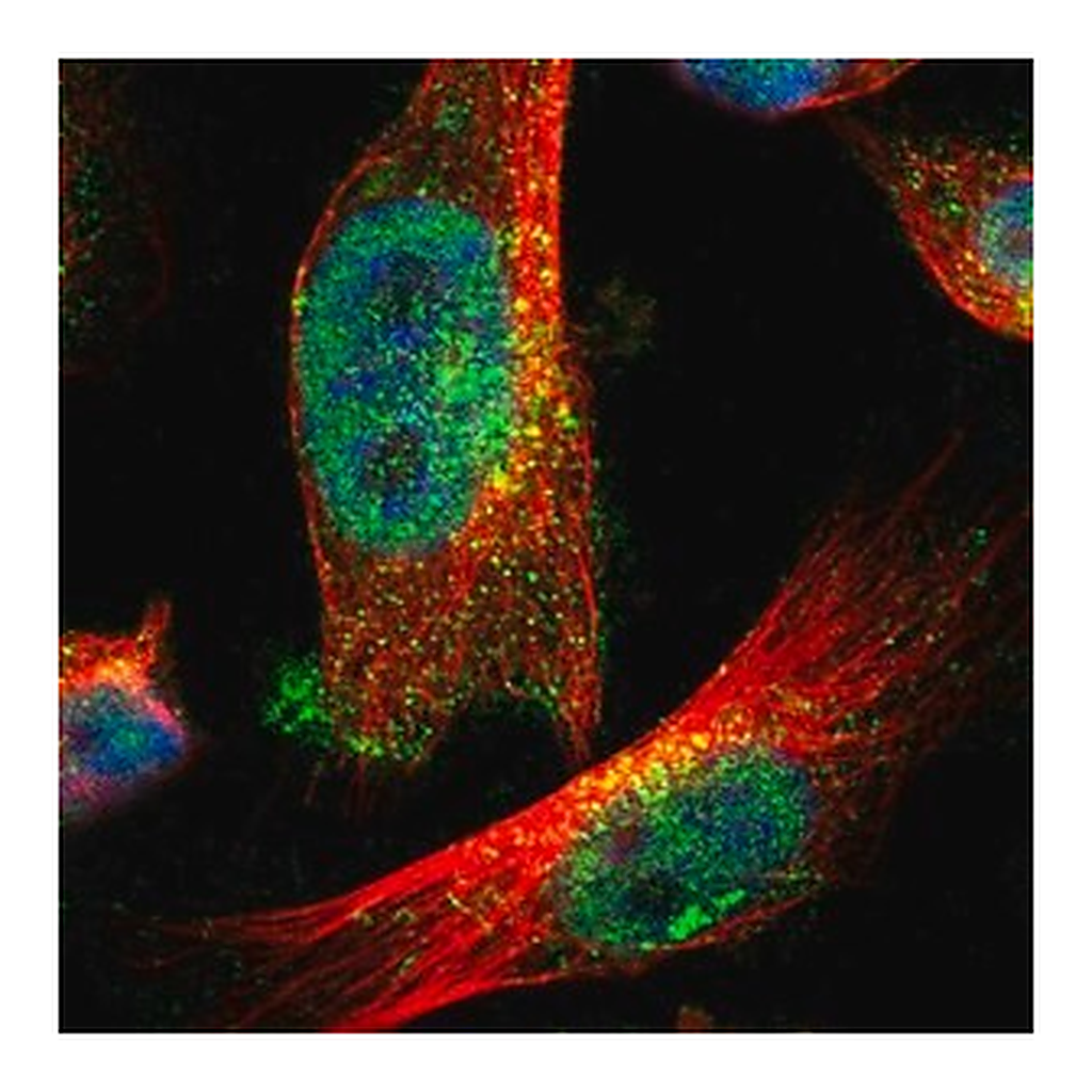 Merck Anti-ZFAND3 antibody produced in rabbit