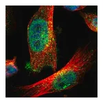 Merck Anti-ZFAND3 antibody produced in rabbit