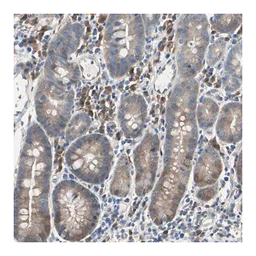 Merck Anti-MPI antibody produced in rabbit
