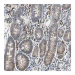 Merck Anti-MPI antibody produced in rabbit