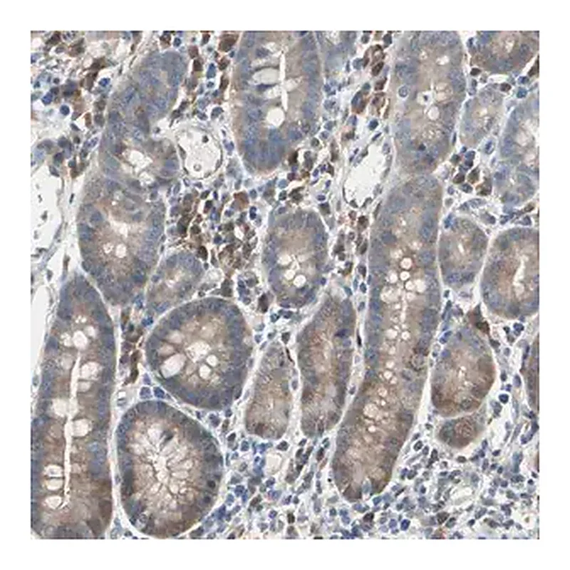 Merck Anti-MPI antibody produced in rabbit