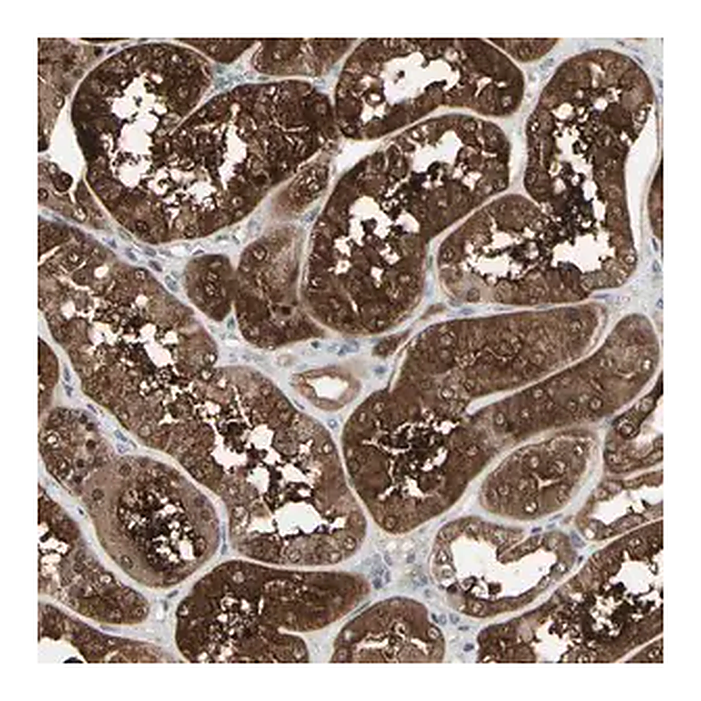 Merck Anti-IGFBP6 antibody produced in rabbit