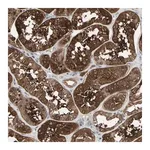 Merck Anti-IGFBP6 antibody produced in rabbit