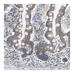 Merck Anti-INTS6L antibody produced in rabbit
