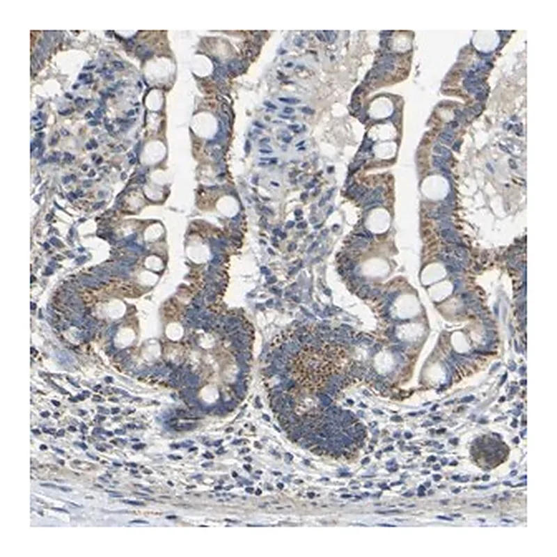 Merck Anti-INTS6L antibody produced in rabbit