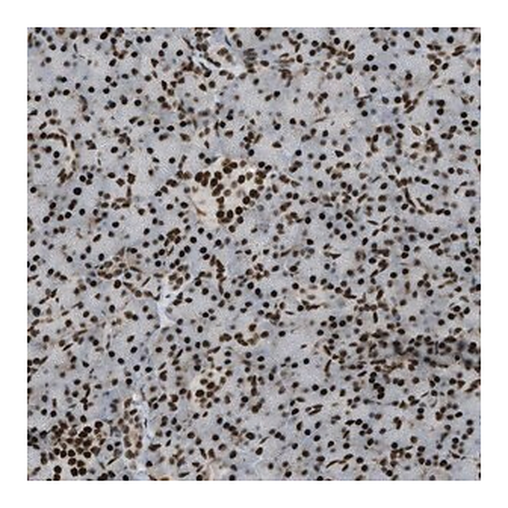 Merck Anti-ZFR antibody produced in rabbit