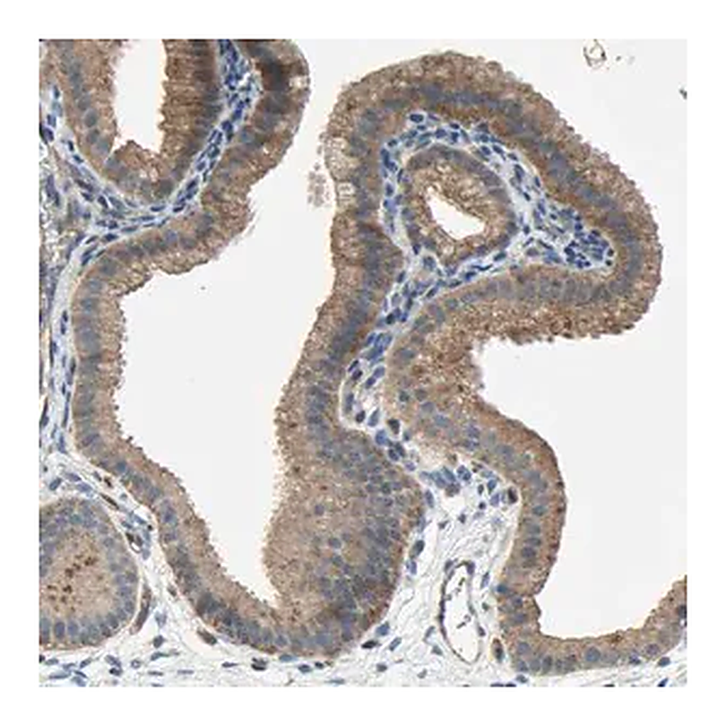 Merck Anti-HILPDA antibody produced in rabbit