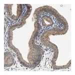 Merck Anti-HILPDA antibody produced in rabbit