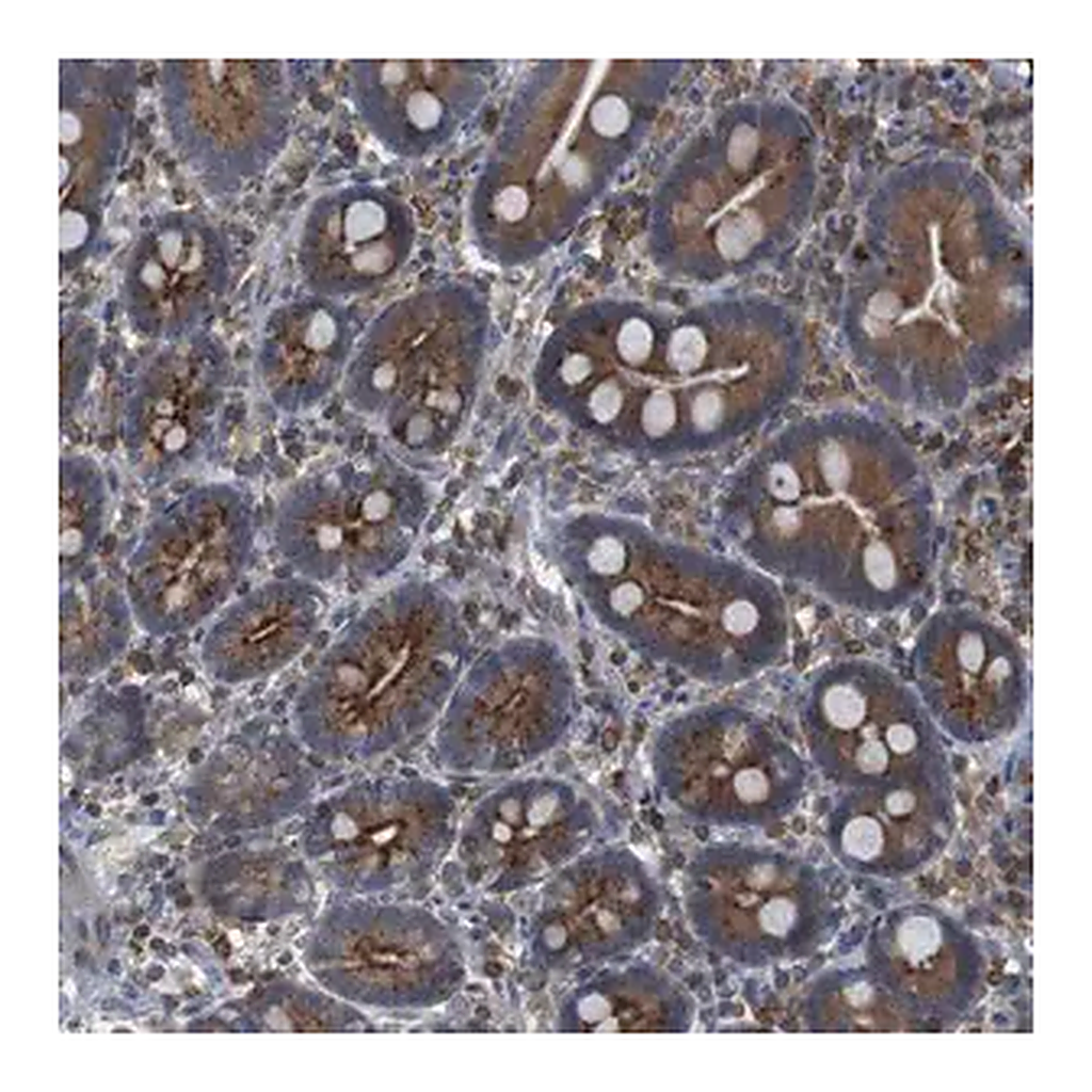 Merck Anti-ARL6IP5 antibody produced in rabbit