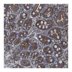 Merck Anti-ARL6IP5 antibody produced in rabbit