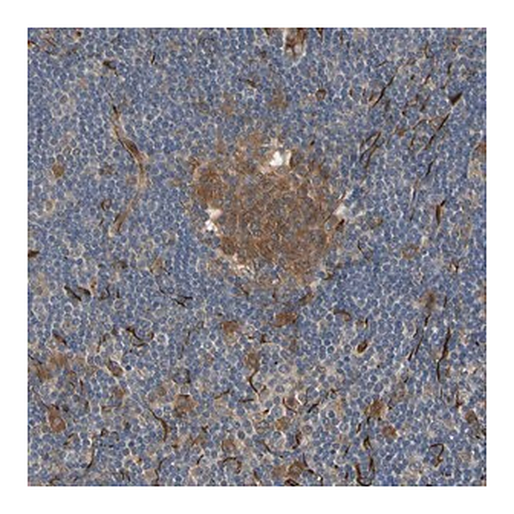 Merck Anti-FGD6 antibody produced in rabbit