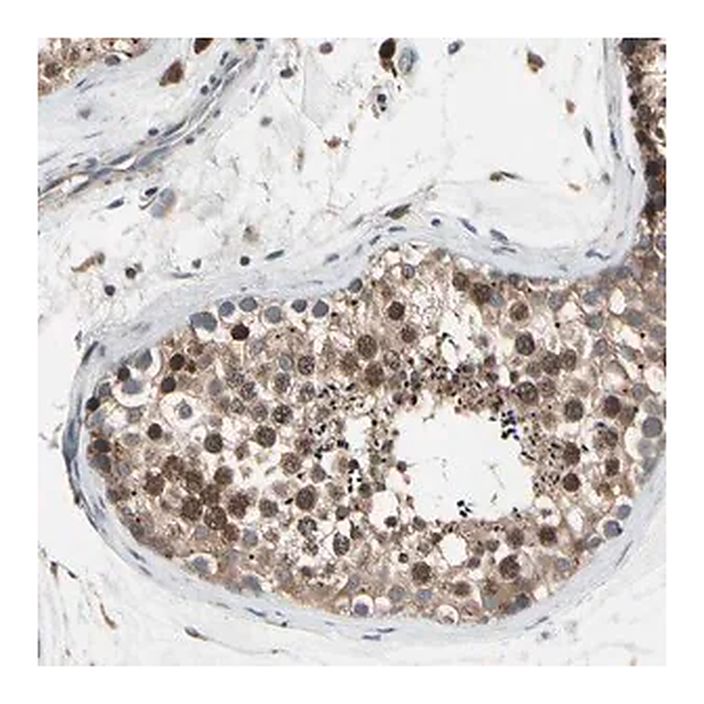 Merck Anti-MMEL1 antibody produced in rabbit
