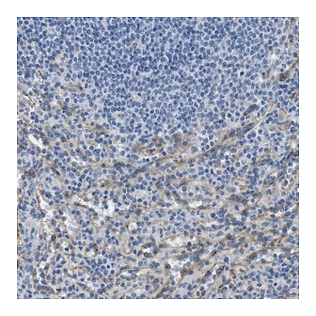 Merck Anti-FCGRT antibody produced in rabbit