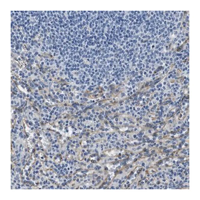 Merck Anti-FCGRT antibody produced in rabbit