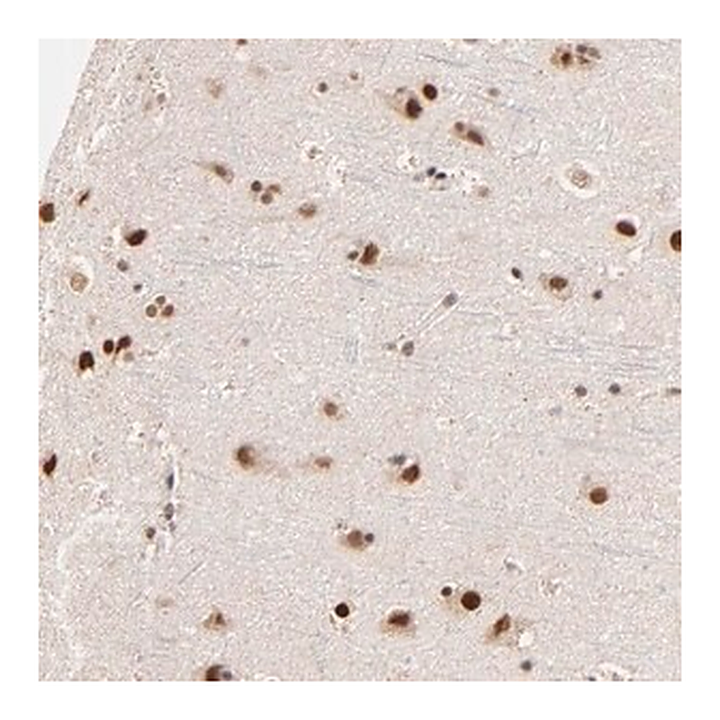 Merck Anti-ZNF670 antibody produced in rabbit